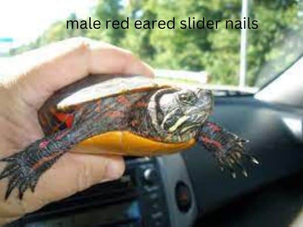 How to Trim Your male red eared slider nails?