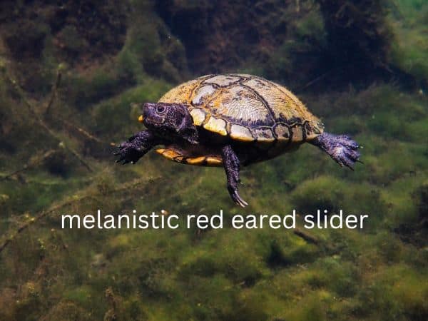 melanistic red eared slider | turtlevoice