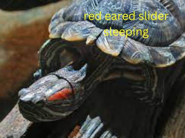 The Ins and Outs of red eared slider sleeping
