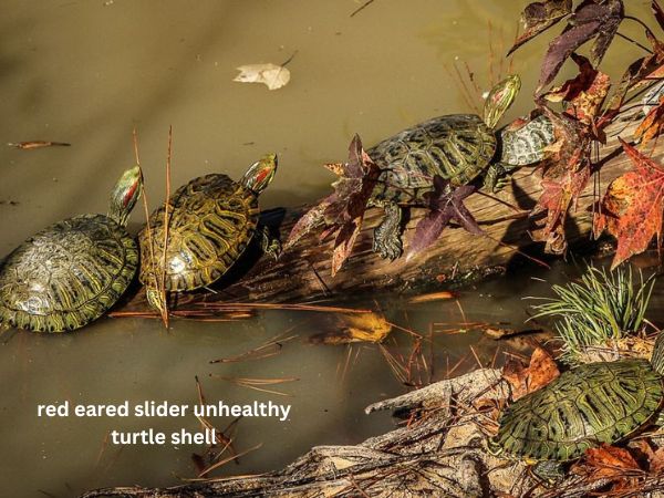 red eared slider unhealthy turtle shell