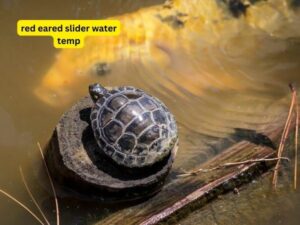 red eared slider water temp