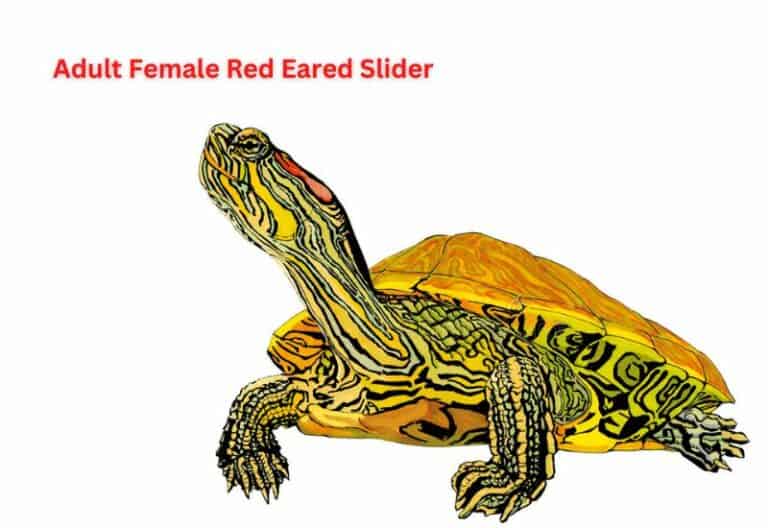 Common Health Concerns in Adult Female Red Eared Slider