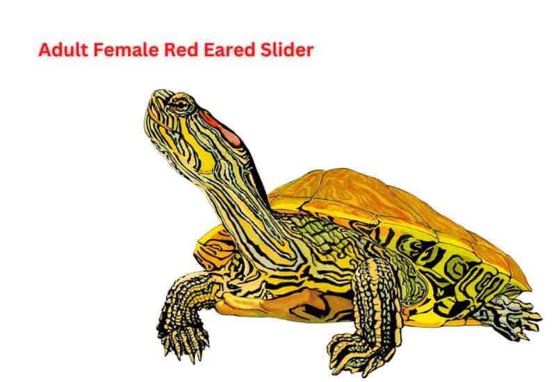Adult Female Red Eared Slider