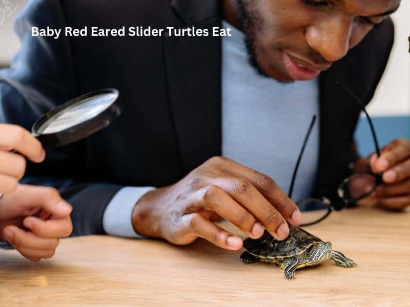 Baby Red Eared Slider Turtles Eat