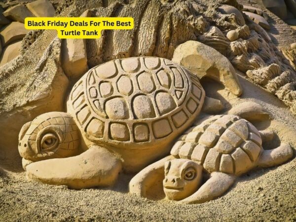 Black Friday deals for the best turtle tank