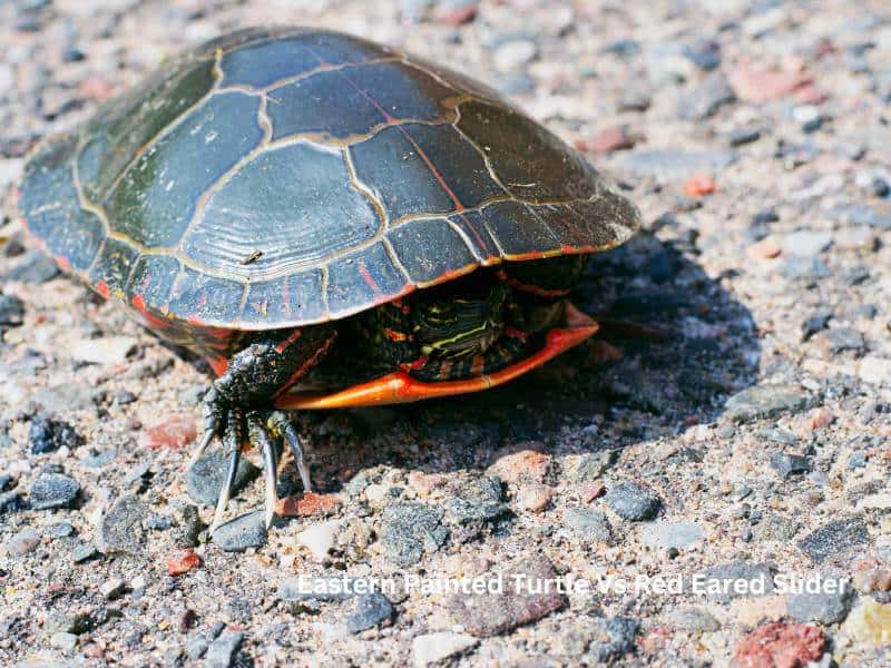 Eastern Painted Turtle Vs Red Eared Slider