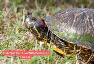 Fish That Can Live With Red Eared Slider