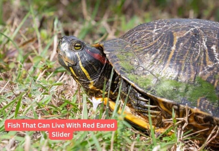9 Fish That Can Live With Red Eared Sliders