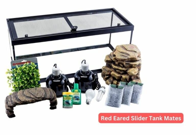 Red Eared Slider Tank Mates | turtlevoice