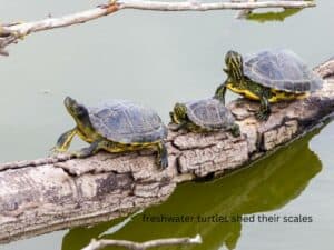 freshwater turtles shed their scales