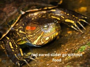 red eared slider go without food
