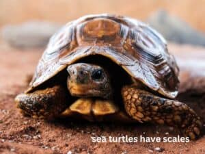 sea turtles have scales
