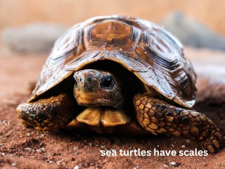 do sea turtles have scales? turtlevoice