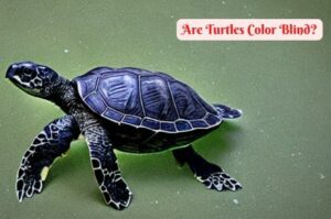 Are Turtles Color Blind