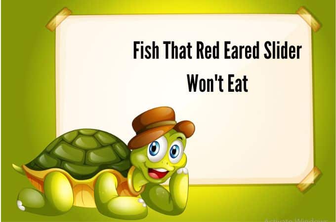 Fish That Red Eared Slider Won’t Eat | turtlevoice