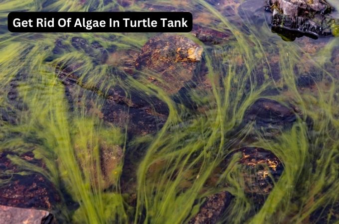How To Get Rid Of Algae In Turtle Tank? (4 ways)