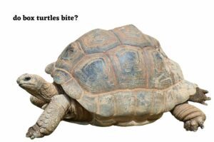 do box turtles bite