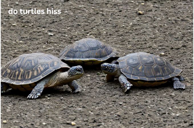 do turtles hiss? turtlevoice