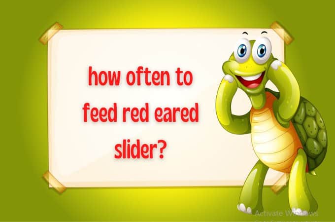 how often to feed red eared slider?