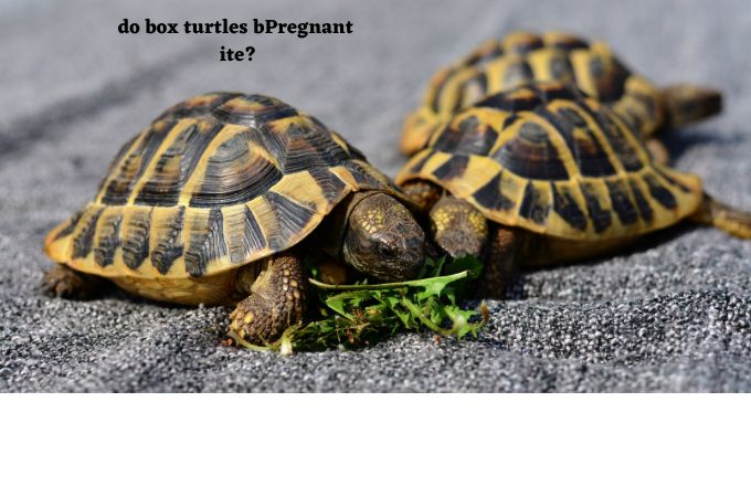 pregnant turtle
