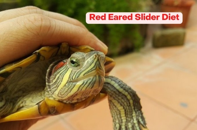 Red Eared Slider Diet | turtlevoice