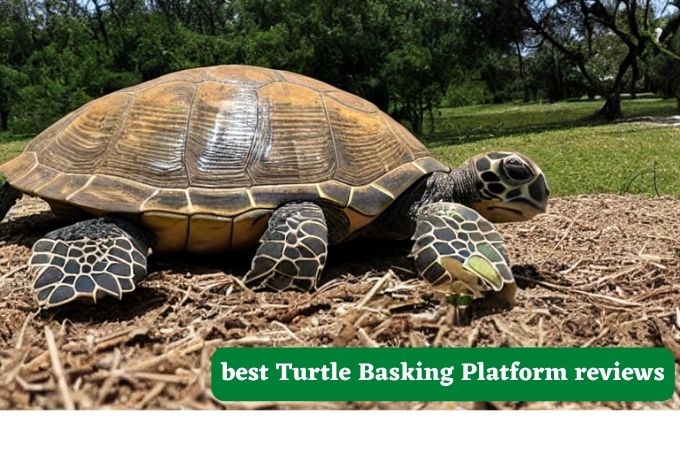 best Turtle Basking Platform reviews