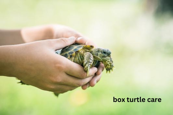 box turtle care | turtlevoice