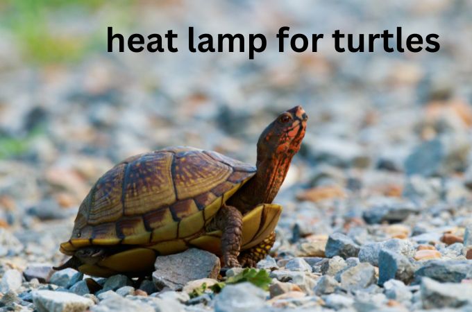 heat lamp for turtles