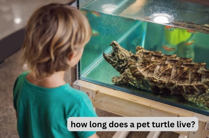 how long does a pet turtle live?