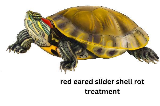 red eared slider shell rot treatment
