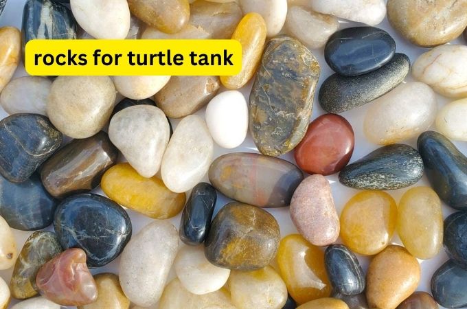rocks for turtle tank