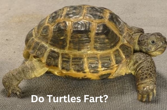 do turtles fart