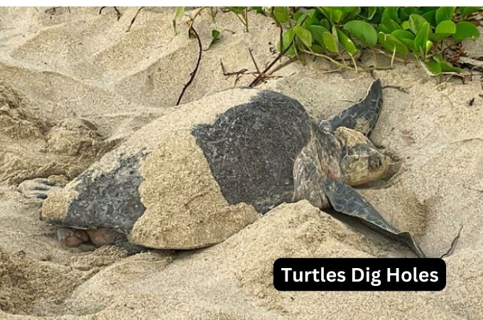 Turtles Dig Holes : why and how? turtlevoice