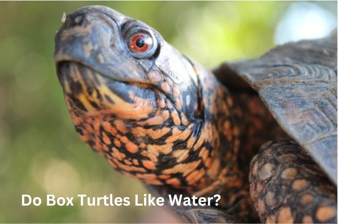 do box turtles like water?