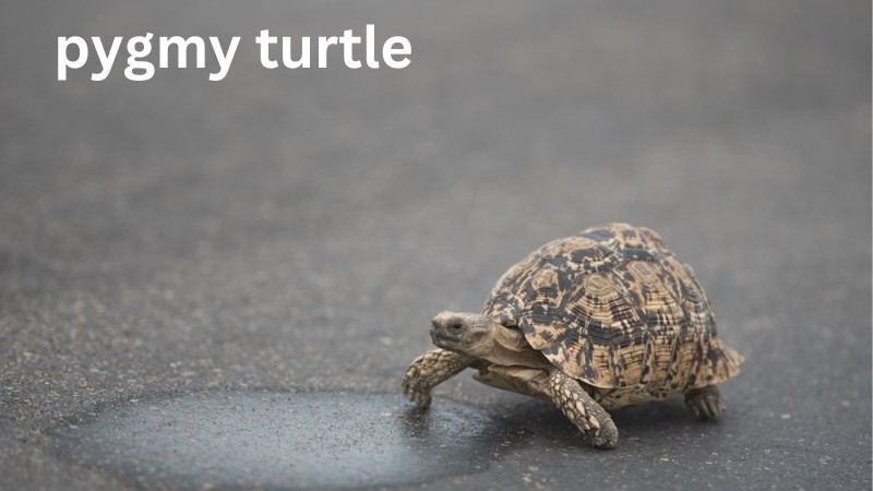 pygmy turtle