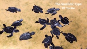 The Smallest Type Of Turtle