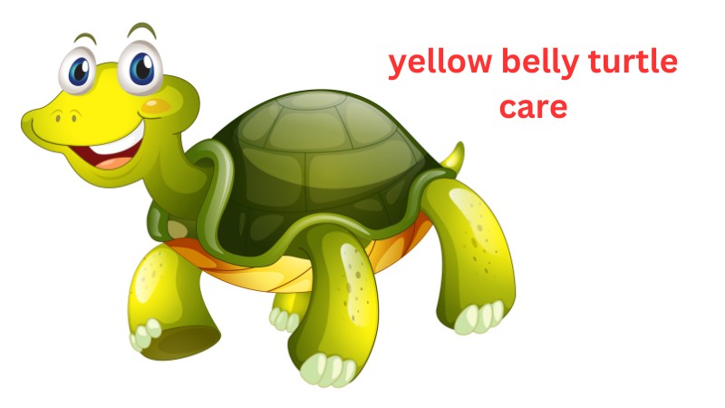 yellow belly turtle care