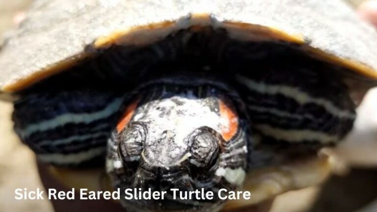 10 sick red eared slider turtle care Tips