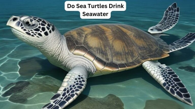 Do Sea Turtles Drink Seawater