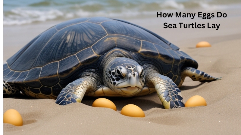 How Many Eggs Do Sea Turtles Lay