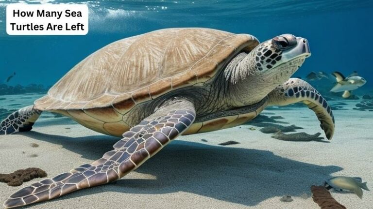 How Many Sea Turtles Are Left