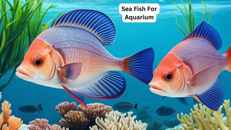 Sea Fish For Aquarium
