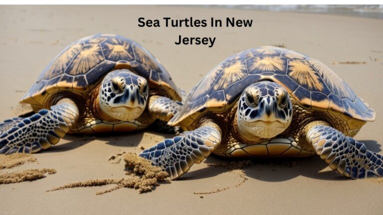 Sea Turtles In New Jersey