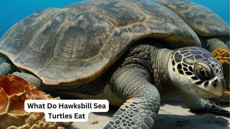 What Do Hawksbill Sea Turtles Eat