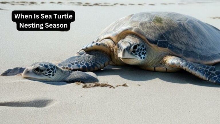 When Is Sea Turtle Nesting Season