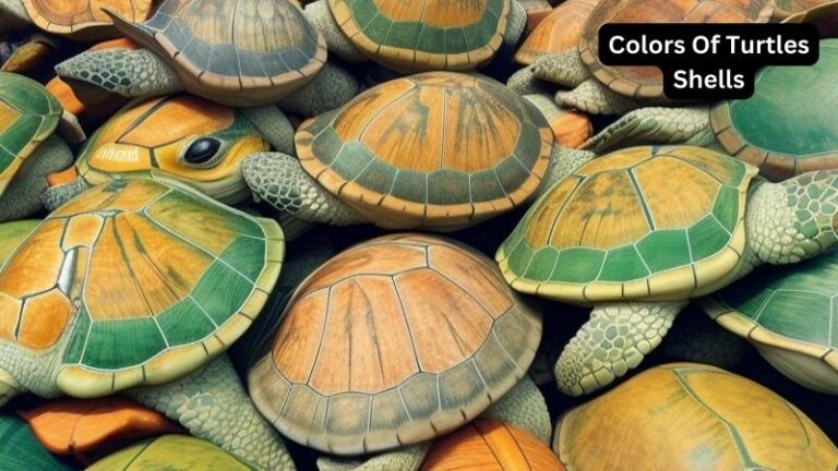 Colors Of Turtles Shells