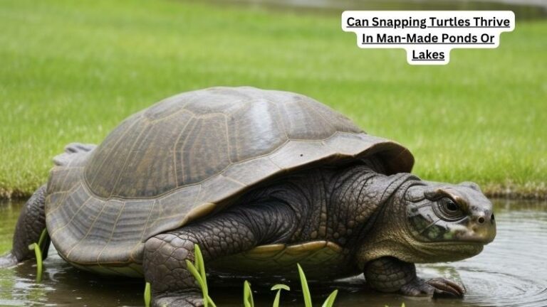 Can Snapping Turtles Thrive In Man-Made Ponds Or Lakes?