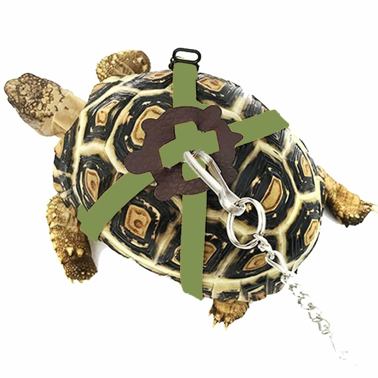 Can Box Turtles Be Leash Trained? Find Out Now!