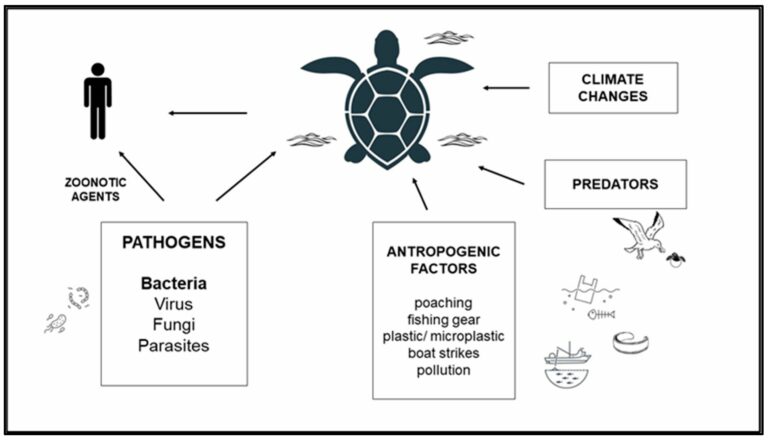 Can Turtles Develop Fungal Digestive Infections From Gut Bacteria Deficiency?