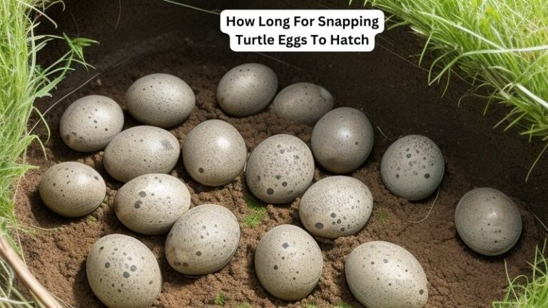 How Long For Snapping Turtle Eggs To Hatch? Find Out!